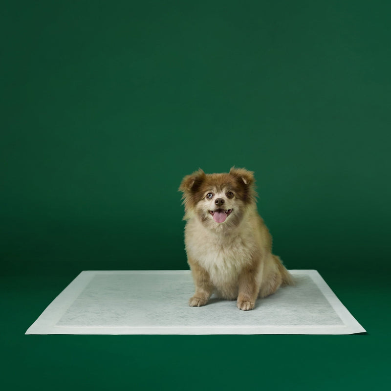 Disposable Dog Pee Pads with AbsorbShield+ Technology I6